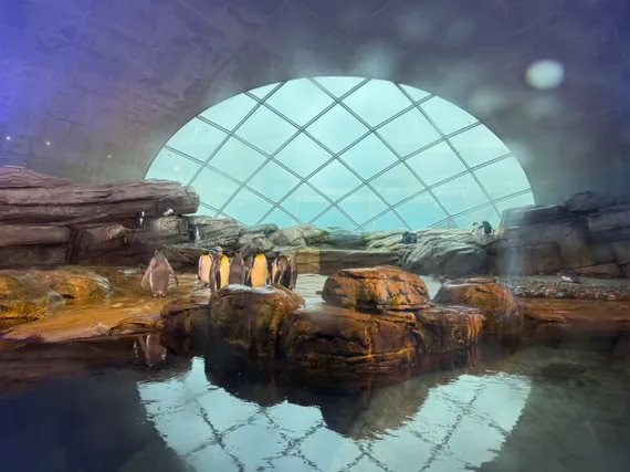 A group of penguins at the Berlin Zoo.
