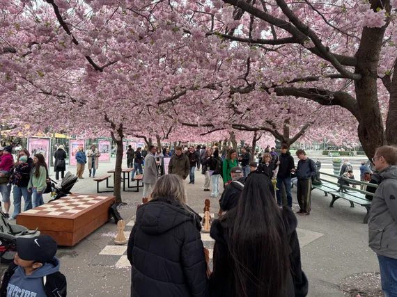 Cherry blossoms over a milling crowd and a giant chess set.